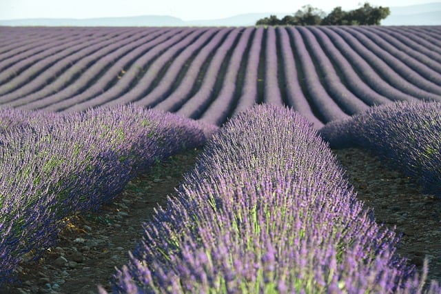 lavendel