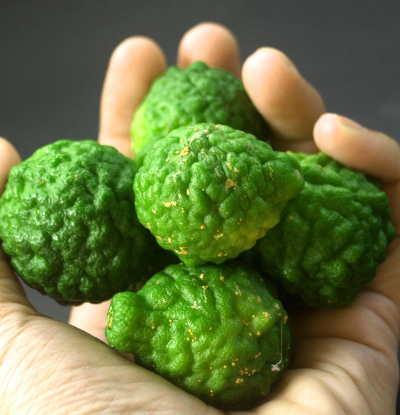 bergamot-400px Bergamot Früchte, aus denen ätherisches Bergamot Öl hergestellt wird.